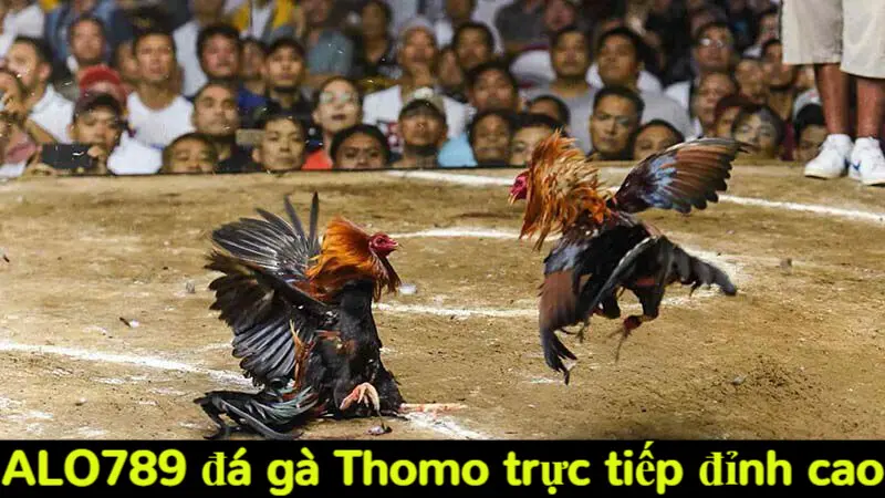 Alo789 đá gà Thomo trực tiếp đỉnh cao