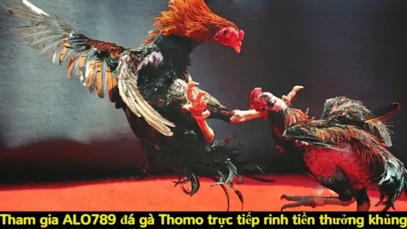 Tham gia Alo789 đá gà Thomo trực tiếp rinh tiền thưởng khủng